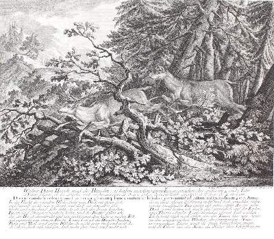 Bild Nr.1: 135-2708 Rotwild.: (Varia, Jagd, Ridinger)