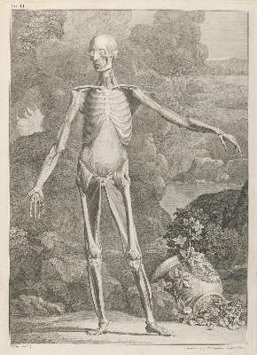 Bild Nr.1: 135-2738 Anatomie.: (Varia, Medizin)