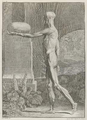 Bild Nr.2: 135-2738 Anatomie.: (Varia, Medizin)