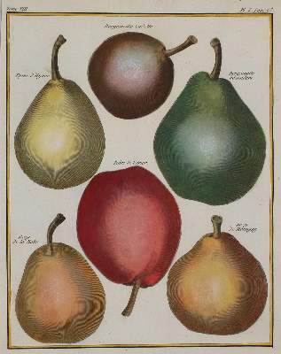 Bild Nr.1: 135-2761 Sammlung: (Varia, Pomologie)