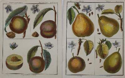 Bild Nr.2: 135-2761 Sammlung: (Varia, Pomologie)