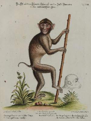 Bild Nr.1: 135-2806 Affe.: (Varia, Zoologie)