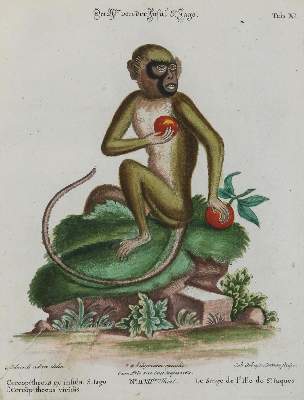 Bild Nr.1: 135-2807 Affe.: (Varia, Zoologie)