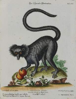 Bild Nr.1: 135-2808 Affe.: (Varia, Zoologie)
