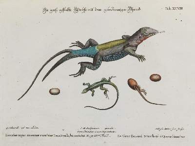 Bild Nr.1: 135-2813 Eidechse.: (Varia, Zoologie)