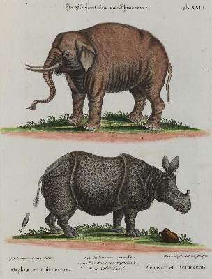 Bild Nr.1: 135-2814 Elefant.: (Varia, Zoologie)