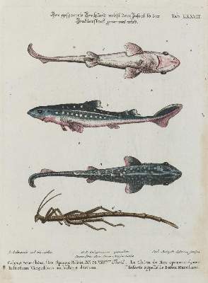 Bild Nr.1: 135-2818 Fisch.: (Varia, Zoologie)