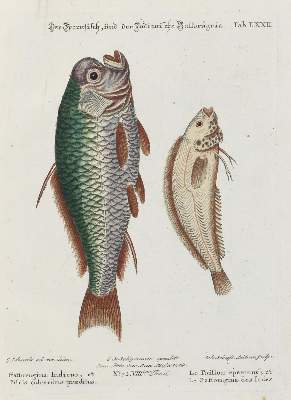 Bild Nr.1: 135-2819 Fisch.: (Varia, Zoologie)
