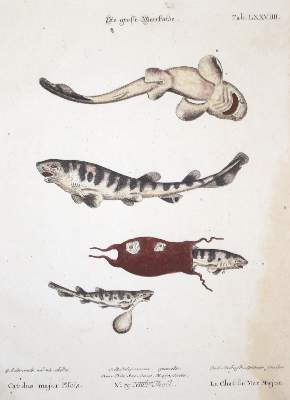Bild Nr.1: 135-2820 Fisch.: (Varia, Zoologie)