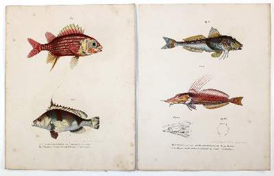 Bild Nr.1: 135-2823 Fische.: (Varia, Zoologie)