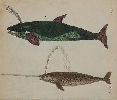 Bild Nr.1: 135-2826 Konvolut: (Varia, Zoologie, Fische)