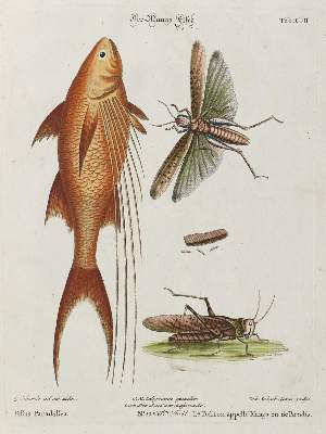 Bild Nr.1: 135-2827 Mango-Fisch.: (Varia, Zoologie, Fische)