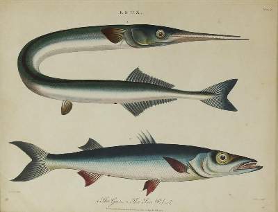 Bild Nr.1: 135-2828 Fische u. Krebse.: (Varia, Zoologie)