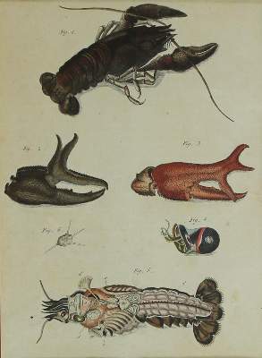 Bild Nr.2: 135-2828 Fische u. Krebse.: (Varia, Zoologie)