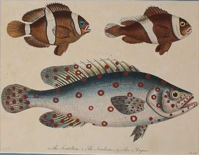 Bild Nr.3: 135-2828 Fische u. Krebse.: (Varia, Zoologie)