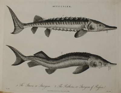 Bild Nr.4: 135-2828 Fische u. Krebse.: (Varia, Zoologie)