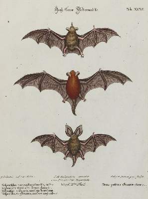 Bild Nr.1: 135-2829 Fledermaus.: (Varia, Zoologie)