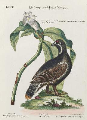 Bild Nr.1: 135-2830 Huhn.: (Varia, Zoologie, Haselhuhn)