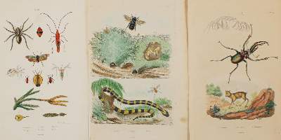 Bild Nr.2: 135-2833 Käfer.: (Varia, Zoologie)