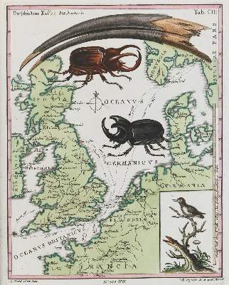 Bild Nr.1: 135-2834 Käfer.: (Varia, Zoologie)