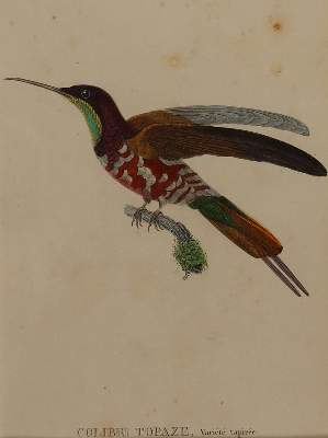 Bild Nr.1: 135-2835 Kolibri.: (Varia, Zoologie)