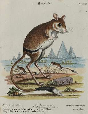 Bild Nr.1: 135-2837 Maus.: (Varia, Zoologie)