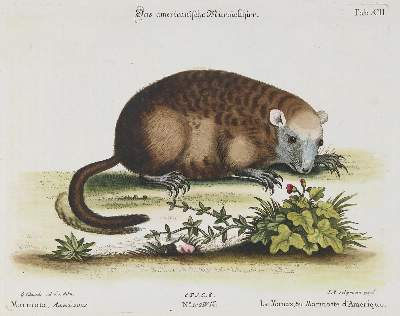 Bild Nr.1: 135-2839 Nagetier.: (Varia, Zoologie)