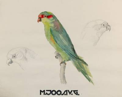 Bild Nr.1: 135-2841 Papagaei.: (Varia, Zoologie)
