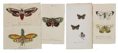 Bild Nr.2: 135-2849 Schmetterlinge.: (Varia, Zoologie)