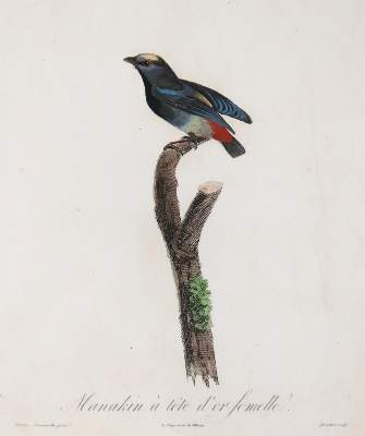 Bild Nr.1: 135-2852 Vögel.: (Varia, Zoologie)