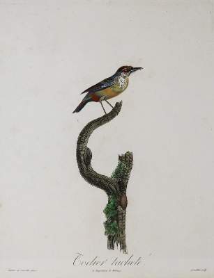 Bild Nr.2: 135-2852 Vögel.: (Varia, Zoologie)