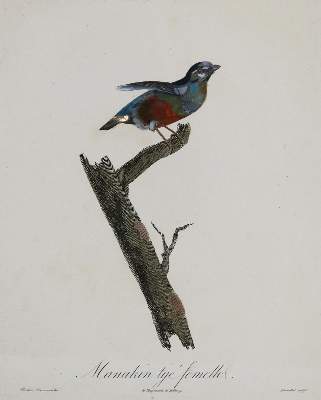 Bild Nr.3: 135-2852 Vögel.: (Varia, Zoologie)