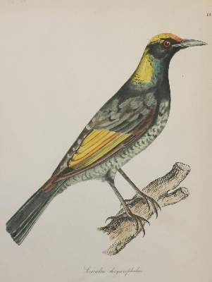 Bild Nr.1: 135-2853 Vögel.: (Varia, Zoologie)