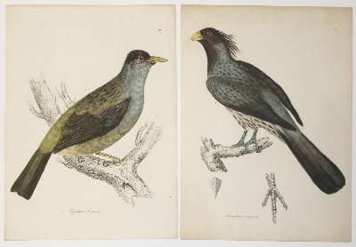 Bild Nr.2: 135-2853 Vögel.: (Varia, Zoologie)
