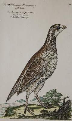 Bild Nr.1: 135-2854 8 Bll.: (Varia, Zoologie, Vögel)