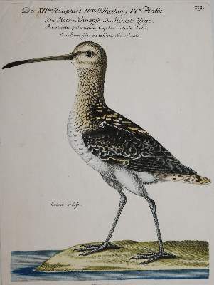 Bild Nr.2: 135-2854 8 Bll.: (Varia, Zoologie, Vögel)