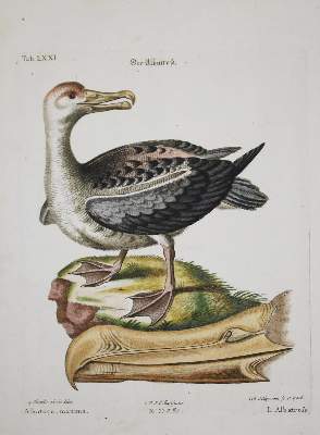Bild Nr.1: 135-2855 Albatross: (Varia, Zoologie, Vögel)