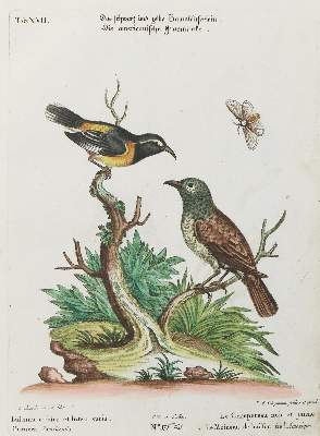 Bild Nr.1: 135-2858 Baumläufer.: (Varia, Zoologie, Vögel)