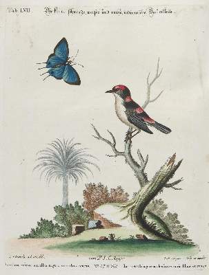 Bild Nr.1: 135-2859 Baumläufer.: (Varia, Zoologie, Vögel)