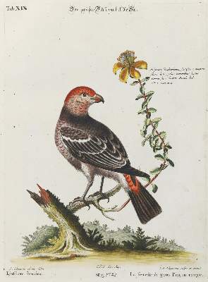 Bild Nr.1: 135-2861 Dickschnabel.: (Varia, Zoologie, Vögel)