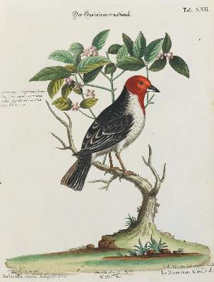 Bild Nr.1: 135-2865 Dominicanercardinal.: (Varia, Zoologie, Vögel)