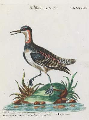 Bild Nr.1: 135-2869 Drossel.: (Varia, Zoologie, Vögel)