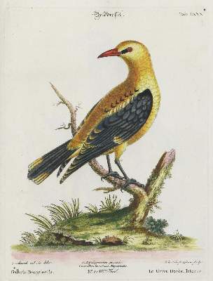 Bild Nr.1: 135-2870 Drossel.: (Varia, Zoologie, Vögel)