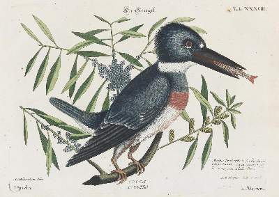 Bild Nr.1: 135-2871 Eisvogel.: (Varia, Zoologie, Vögel)