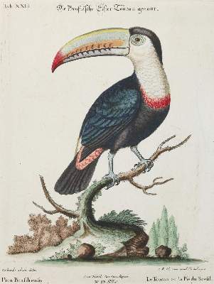 Bild Nr.1: 135-2872 Elster.: (Varia, Zoologie, Vögel)