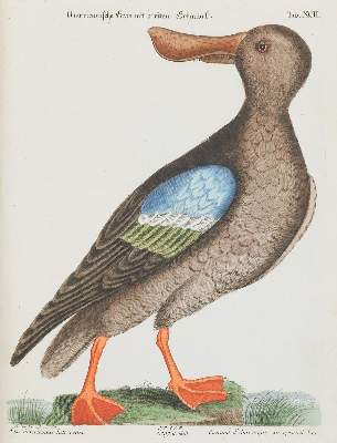 Bild Nr.1: 135-2874 Ente.: (Varia, Zoologie, Vögel)