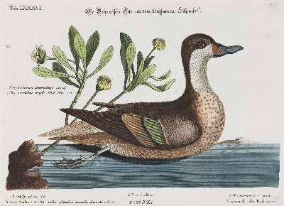 Bild Nr.1: 135-2876 Ente.: (Varia, Zoologie, Vögel)