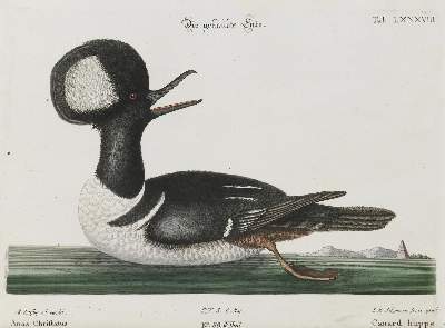 Bild Nr.1: 135-2880 Ente.: (Varia, Zoologie, Vögel)