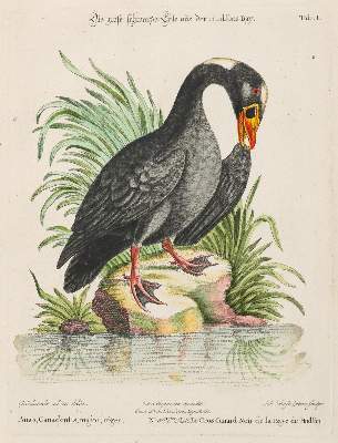 Bild Nr.1: 135-2881 Ente.: (Varia, Zoologie, Vögel)