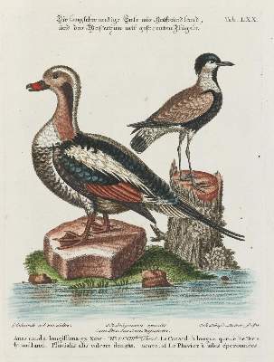 Bild Nr.1: 135-2886 Ente.: (Varia, Zoologie, Vögel)